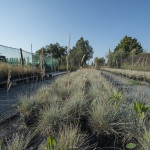 Festuca Glauca