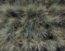 Festuca Glauca