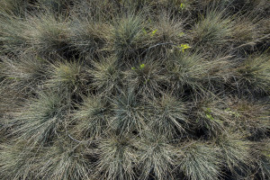 Festuca Glauca