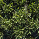 Achillea Moonshine