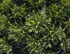 Achillea