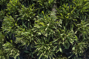 Achillea Moonshine