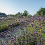 Verbena Bonariensis