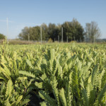 Achillea Moonshine