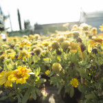 Gaillardia Arizona Sun