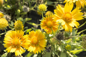 Gaillardia Arizona Sun