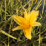 Hemerocallis