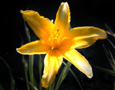 Hemerocallis Baley Hay