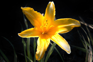 Hemerocallis