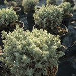 Santolina Chamaecyparissus