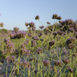 Verbena Bonariensis