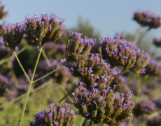 Verbena Bonariensis