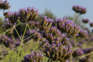 Verbena Bonariensis