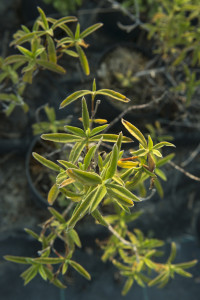 Cistus