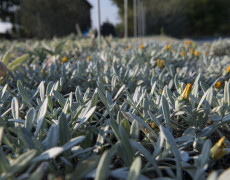 Gazania Marittima