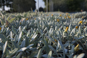 Gazania Marittima Arancio
