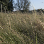 Stipa Tenuissima Pony