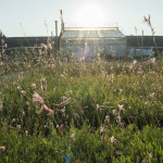 Gaura Passionate Blush Rosa