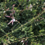 Gaura Passionate Blush Rosa
