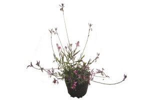 Gaura Passionate Blush Rosa