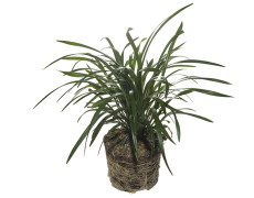 Liriope Muscari