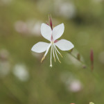 Gaura Snowstorm Bianca