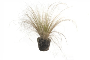 Stipa Tenuissima Pony