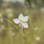 Gaura Snowstorm Bianca