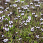 Lippia Nodiflora