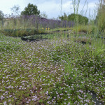 Lippia Nodiflora