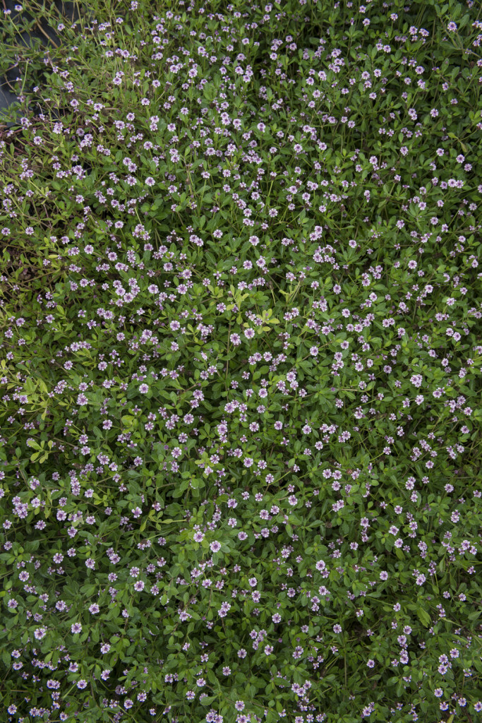 Lippia Nodiflora