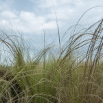 Stipa Tenuissima Pony