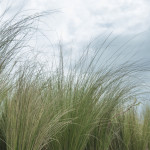 Stipa Tenuissima Pony