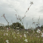 Gaura Snowstorm Bianca