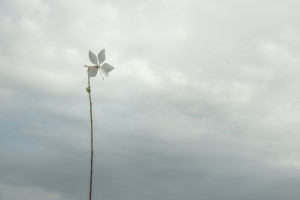 Gaura Snowstorm Bianca