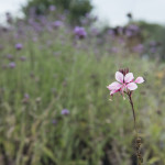 Gaura Passionate Blush Rosa