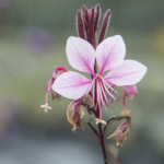 Gaura Passionate Blush Rosa