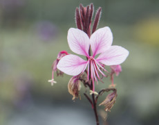 Gaura