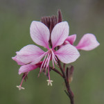 Gaura Passionate Blush Rosa