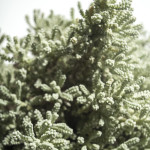 Santolina Chamaecyparissus