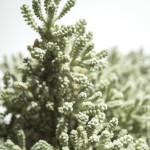 Santolina Chamaecyparissus