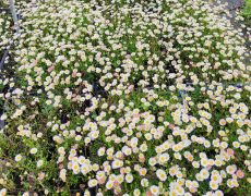 Erigeron Karvinskianus