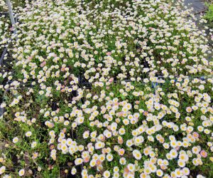 Erigeron: Piccola erbacea dalla fioritura generosissima.