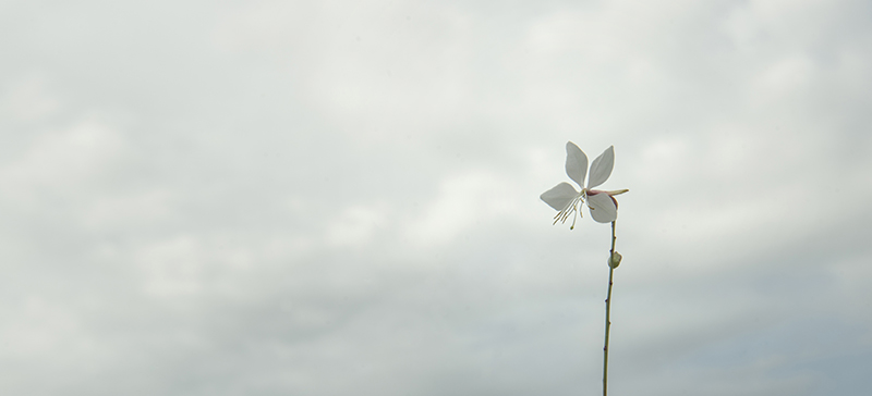 Erbacee Sempreverdi :: Gaura