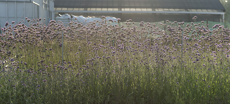 Idroflora :: Verbena