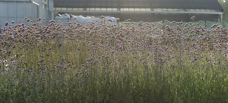 Idroflora :: Verbena