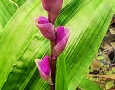 Bletilla striata